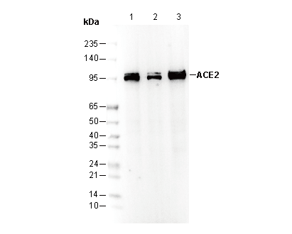 ACE2 Antibody