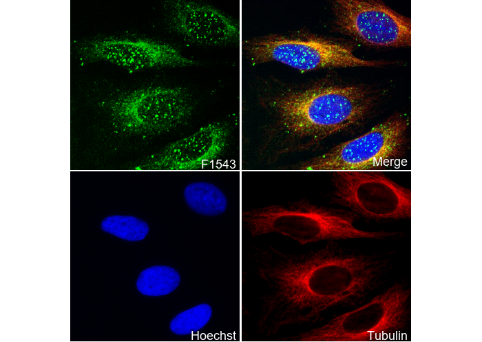 TSG101 Antibody