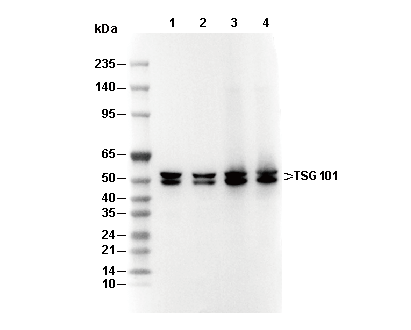 TSG101 Antibody