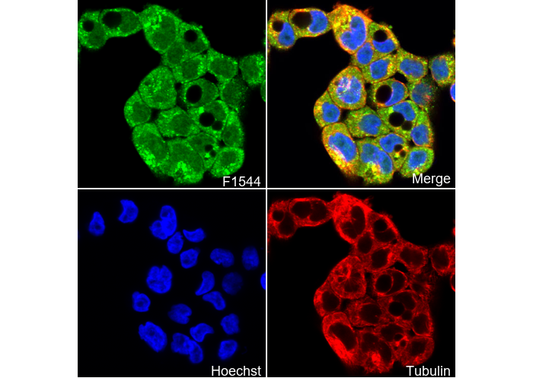 Fbx32 Antibody