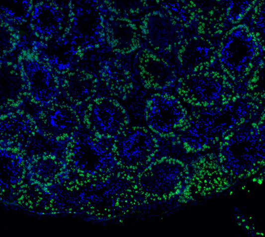 SCP3 Antibody