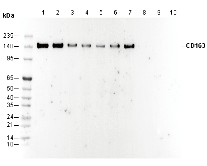 CD163 Antibody