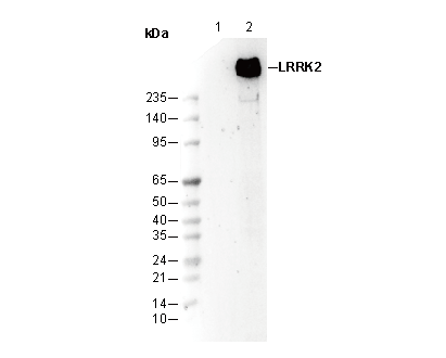 LRRK2 Antibody
