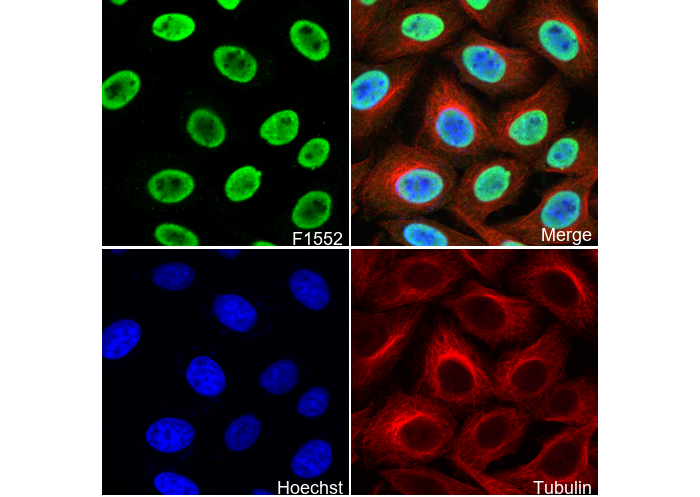 Phospho-Nrf2 (Ser40) Antibody