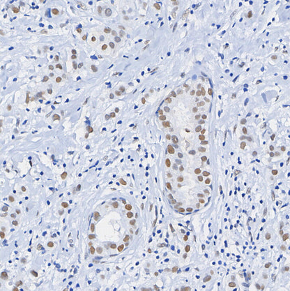 Phospho-Nrf2 (Ser40) Antibody