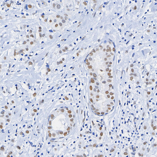 Phospho-Nrf2 (Ser40) Antibody