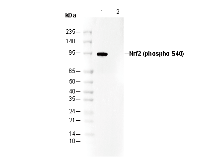 Phospho-Nrf2 (Ser40) Antibody