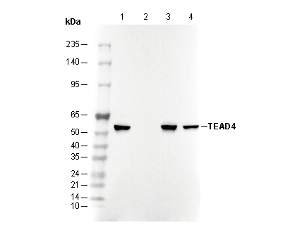 TEAD4 Antibody