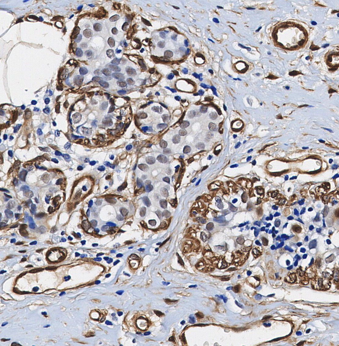 Phospho-Erk1 (T202/Y204)/Erk2 (T185/Y187) Antibody