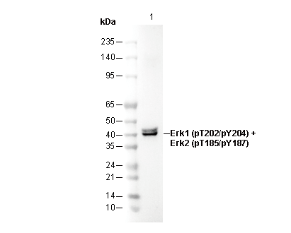 Phospho-Erk1 (T202/Y204)/Erk2 (T185/Y187) Antibody