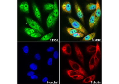 Olig2 Antibody
