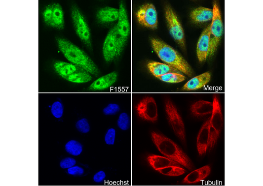 Olig2 Antibody