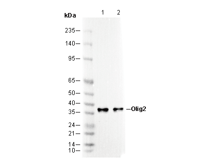 Olig2 Antibody