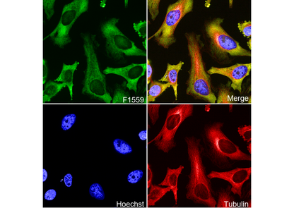 G3BP1 Antibody