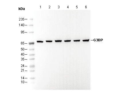 G3BP1 Antibody