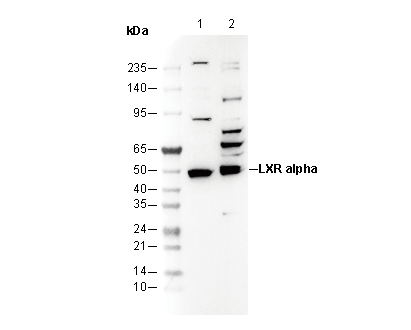 LXRα Antibody