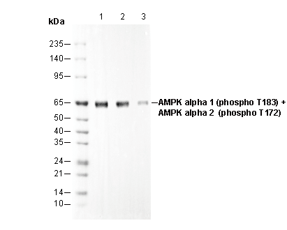 Phospho-AMPK α1/α2 (Thr183/172) Antibody