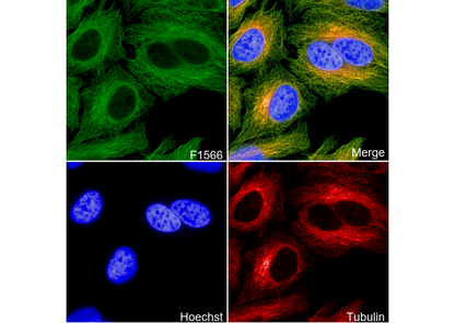 Tubulin Antibody