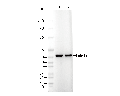 Tubulin Antibody