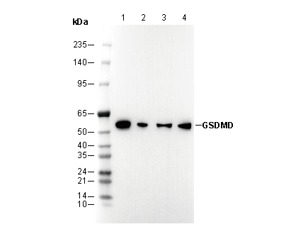 GSDMD Antibody