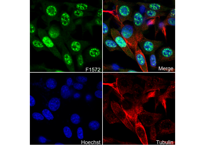 Phospho-JNK1/2/3 (T183/183/221) Antibody