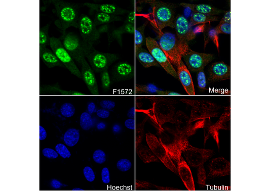 Phospho-JNK1/2/3 (T183/183/221) Antibody
