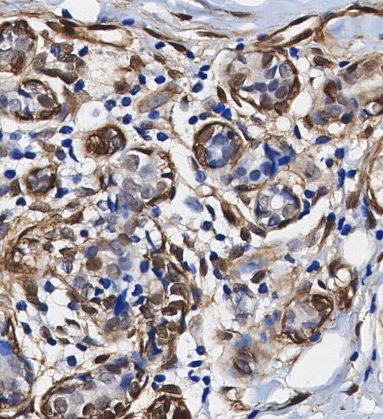 Phospho-JNK1/2/3 (T183/183/221) Antibody