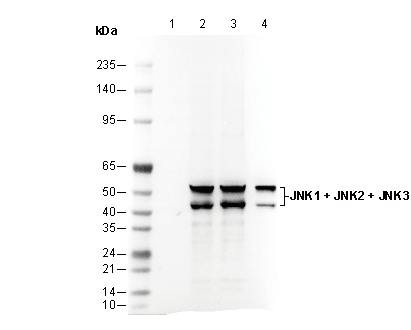 Phospho-JNK1/2/3 (T183/183/221) Antibody