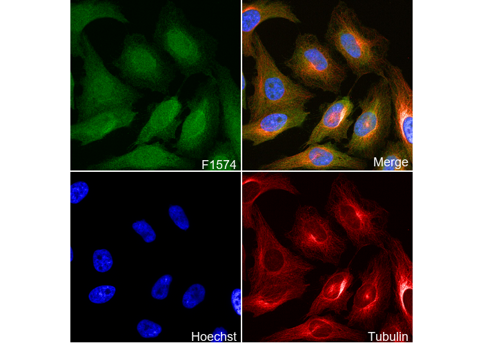 JNK1 + JNK2 + JNK3 Antibody