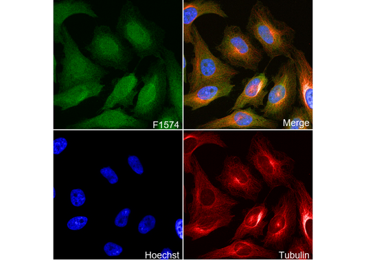 JNK1 + JNK2 + JNK3 Antibody