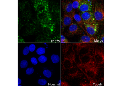 ABCG1 Antibody
