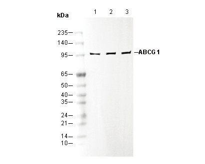 ABCG1 Antibody