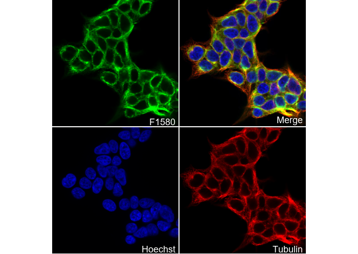 Glutathione Peroxidase 4 Antibody
