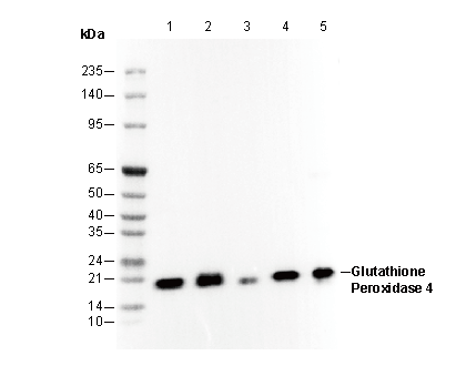 Glutathione Peroxidase 4 Antibody