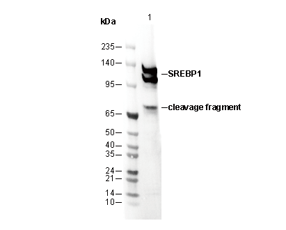 SREBP1 Antibody