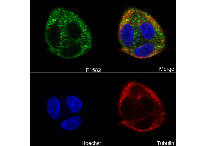 Ubiquinol-Cytochrome C Reductase Core Protein I Antibody