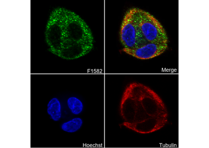 Ubiquinol-Cytochrome C Reductase Core Protein I Antibody