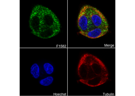 Ubiquinol-Cytochrome C Reductase Core Protein I Antibody