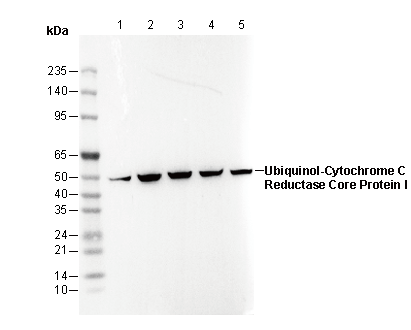Ubiquinol-Cytochrome C Reductase Core Protein I Antibody