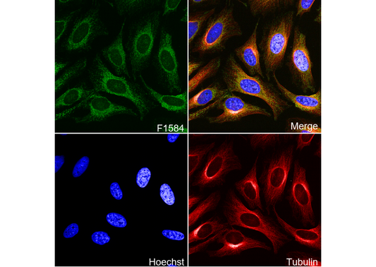 PBR Antibody