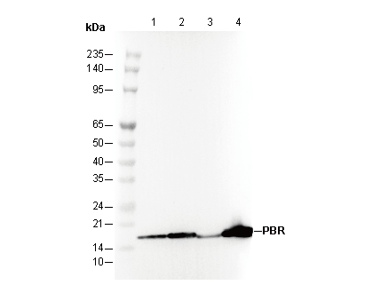 PBR Antibody