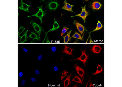 Cyclophilin F Antibody