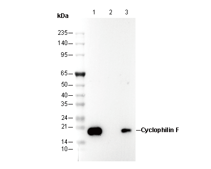 Cyclophilin F Antibody