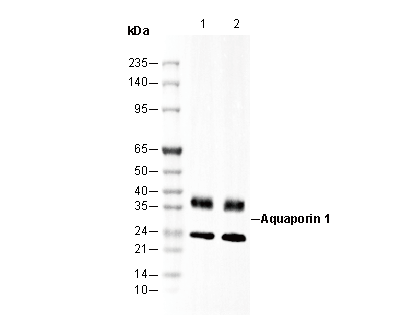 Aquaporin 1 Antibody