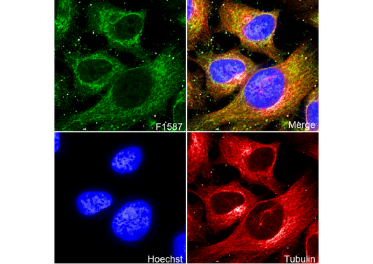 ATP5A Antibody