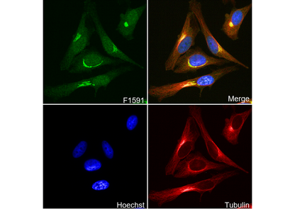 BDNF Antibody