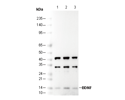BDNF Antibody