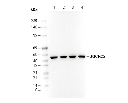 UQCRC2 Antibody