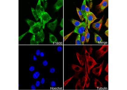 FABP4 Antibody