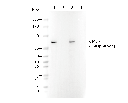 Phospho-c-Myb (Ser11) Antibody